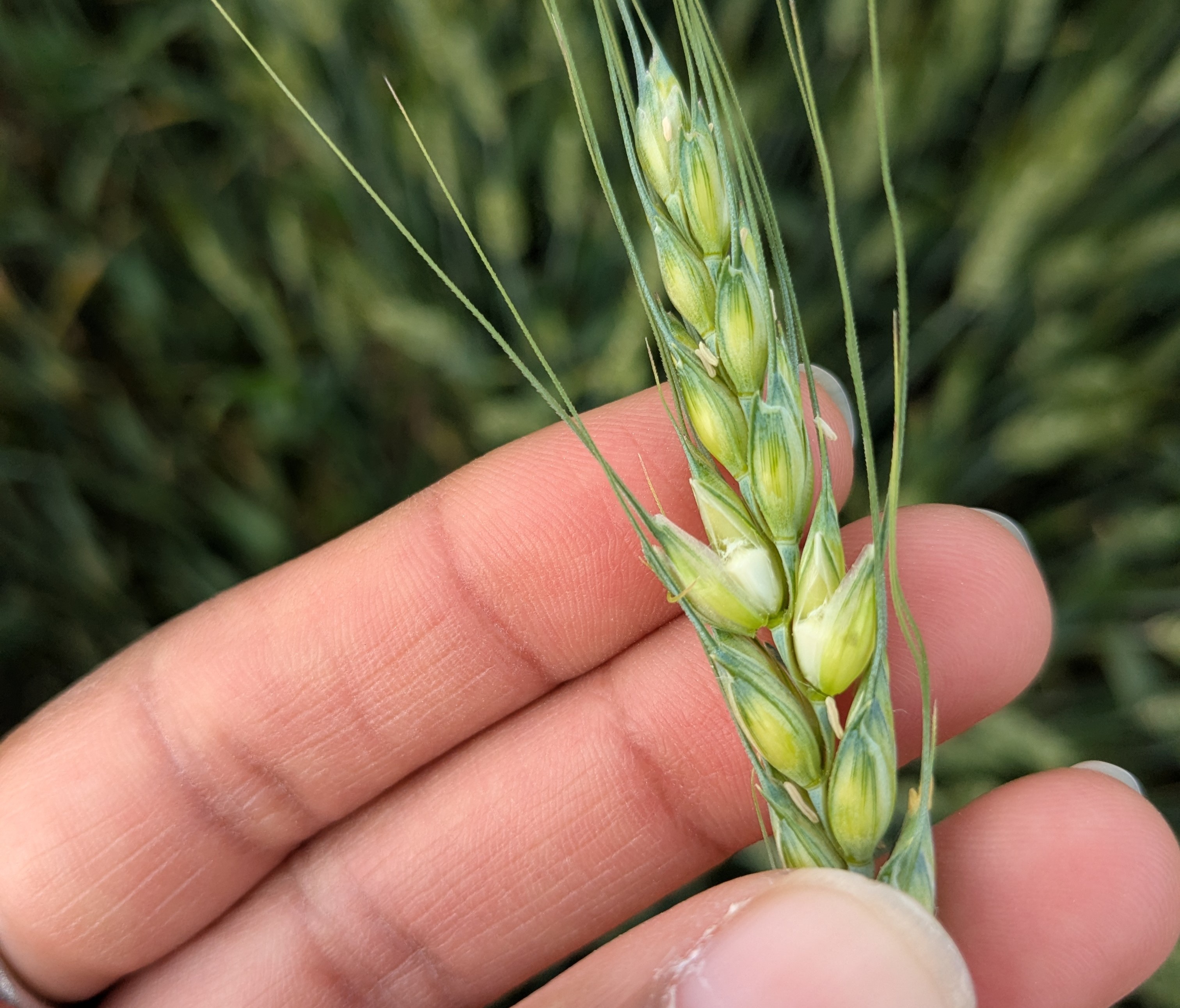 Kernel development zoom.jpg